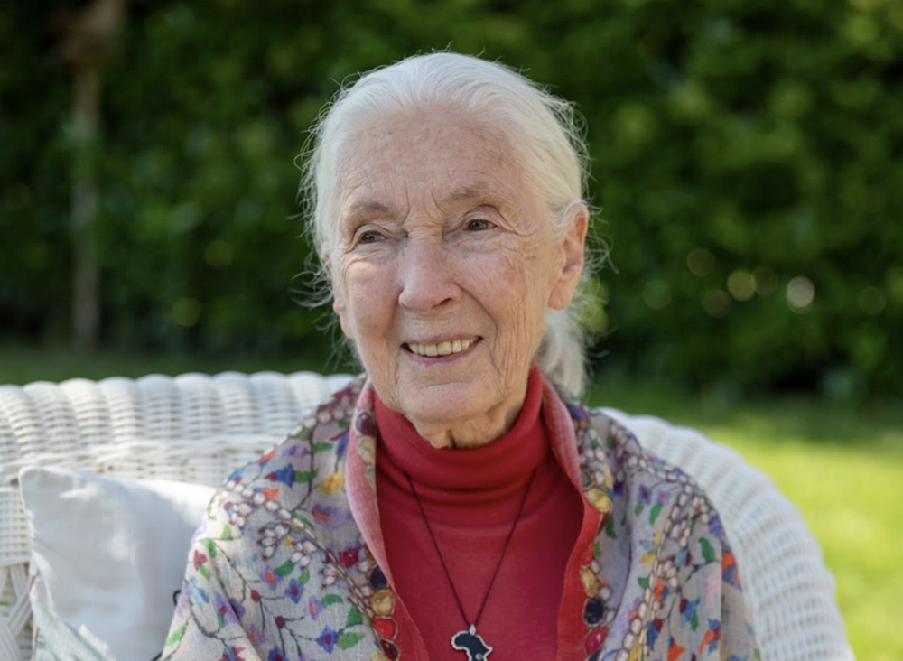 Jane Goodall’ı Anıyoruz: Ormanın Bilgesiyle Umudu ve Dayanışmayı Örüyoruz